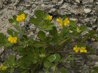 Lotus ornithopodioides 5, Saxifraga-Willem van Kruijsbergen