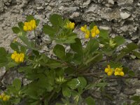 Lotus ornithopodioides 5, Saxifraga-Willem van Kruijsbergen