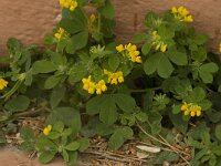 Lotus ornithopodioides 6, Saxifraga-Jan van der Straaten