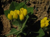 Lotus ornithopodioides 8, Saxifraga-Rutger Barendse