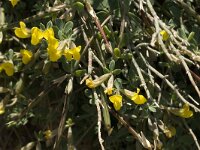 Lotus peregrinus 2, Saxifraga-Jan van der Straaten