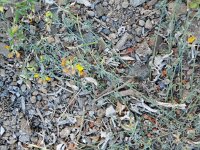 Lotus sessilifolius 5, Saxifraga-Rutger Barendse