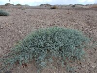 Lotus sessilifolius ssp sessilifolius 2, Saxifraga-Ed Stikvoort