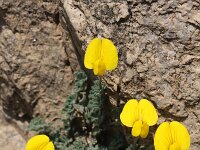Lotus tetraphyllus 2, Saxifraga-Rutger Barendse
