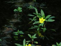 Ludwigia grandiflora 13, Waterteunisbloem, Saxifraga-Ed Stikvoort