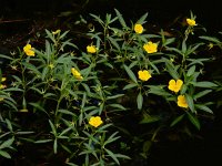 Ludwigia grandiflora 18, Waterteunisbloem, Saxifraga-Ed Stikvoort