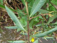 Ludwigia grandiflora 4, Waterteunisbloem, Saxifraga-Rutger Barendse