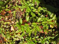 Ludwigia palustris 1, Waterlepeltje, Saxifraga-Jasenka Topic