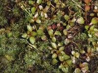 Ludwigia palustris 2, Waterlepeltje, Saxifraga-Peter Meininger