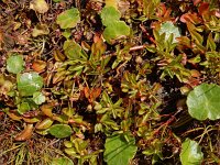 Ludwigia palustris 20, Waterlepeltje, Saxifraga-Ed Stikvoort