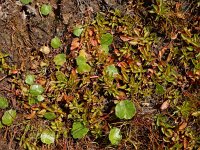 Ludwigia palustris 21, Waterlepeltje, Saxifraga-Ed Stikvoort