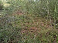 Ludwigia palustris 35, Waterlepeltje, Saxifraga-Willem van Kruijsbergen