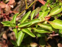 Ludwigia palustris 4, Waterlepeltje, Saxifraga-Rutger Barendse