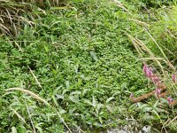 Ludwigia palustris 5, Waterlepeltje, Saxifraga-Rutger Barendse