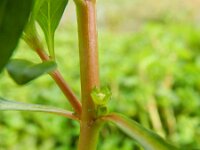 Ludwigia palustris 8, Waterlepeltje, Saxifraga-Rutger Barendse