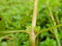 Ludwigia palustris 9, Waterlepeltje, Saxifraga-Rutger Barendse