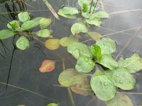 Ludwigia peploides 1, Kleine waterteunisbloem, Saxifraga-Rutger Barendse