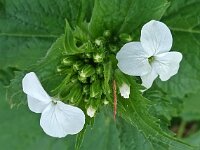 Lunaria annua 07, Tuinjudaspenning, AHB  Tuinjudaspenning, Lunaria annua Hardenberg-Heemse op 17 april 2018 Validatie Niels Eimers Zie https://waarneming.nl/waarneming/view/154808773