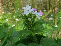 Lunaria annua 05, Tuinjudaspenning, AHB  Tuinjudaspenning, Lunaria annua Hardenberg-Heemse op 17 april 2018 Validatie Niels Eimers Zie https://waarneming.nl/waarneming/view/154808773