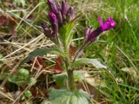 Lunaria annua 14, Tuinjudaspenning, Saxifraga-Rutger Barendse