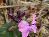 Lunaria annua 15, Tuinjudaspenning, Saxifraga-Rutger Barendse