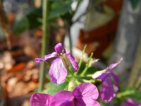 Lunaria annua 16,Tuinjudaspenning, Saxifraga-Rutger Barendse