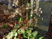 Lunaria annua 17, Tuinjudaspenning, Saxifraga-Rutger Barendse