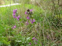 Lunaria annua 18, Tuinjudaspenning, Saxifraga-Rutger Barendse