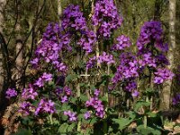 Lunaria annua 19, Tuinjudaspenning, Saxifraga-Ed Stikvoort