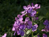 Lunaria annua 2, Tuinjudaspenning, Saxifraga-Jan van der Straaten