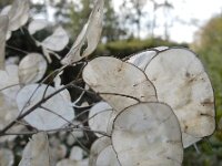 Lunaria annua 20,Tuinjudaspenning, Saxifraga-Ed Stikvoort