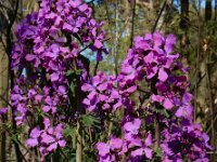 Lunaria annua 22, Tuinjudaspenning, Saxifraga-Ed Stikvoort