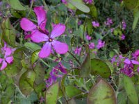 Lunaria annua 23, Tuinjudaspenning, Saxifraga-Ed Stikvoort