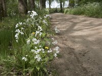 Lunaria annua 24, Judaspenning, Saxifraga-Willem van Kruijsbergen
