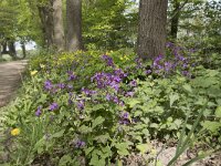 Lunaria annua 25, Judaspenning, Saxifraga-Willem van Kruijsbergen