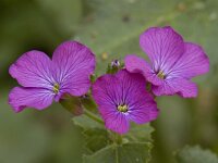 Lunaria annua 3, Tuinjudaspenning, Saxifraga-Willem van Kruijsbergen