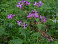 Lunaria annua 6, Tuinjudaspenning, Saxifraga-Ed Stikvoort