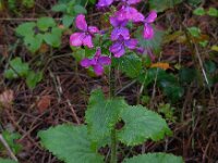 Lunaria annua 8, Tuinjudaspenning, Saxifraga-Ed Stikvoort