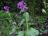 Lunaria annua 01, Tuinjudaspenning, AHB  Tuinjudaspenning, Lunaria annua Hardenberg-Heemse op 17 april 2018 Validatie Niels Eimers Zie: https://waarneming.nl/waarneming/view/154808549