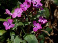 Lunaria annua ssp annua 5, Tuinjudaspenning, Saxifraga-Marijke Verhagen
