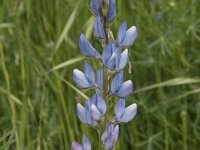 Lupinus angustifolius 39, Blauwe lupine, Saxifraga-Willem van Kruijsbergen