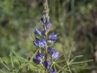 Lupinus angustifolius 42, Blauwe lupine, Saxifraga-Willem van Kruijsbergen