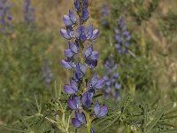 Lupinus angustifolius 14, Blauwe lupine, Saxifraga-Willem van Kruijsbergen