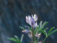 Lupinus angustifolius 33, blauwe lupine, Saxifraga-Jan van der Straaten