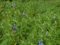 Lupinus cosentinii 2, Saxifraga-Ed Stikvoort