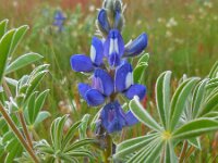 Lupinus cosentinii 3, Saxifraga-Ed Stikvoort