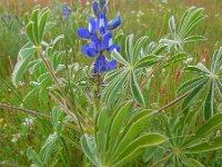 Lupinus cosentinii 4, Saxifraga-Ed Stikvoort