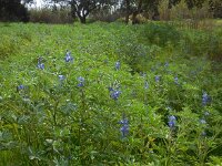 Lupinus cosentinii 5, Saxifraga-Ed Stikvoort