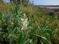 Lupinus cosentinii 6, Saxifraga-Ed Stikvoort