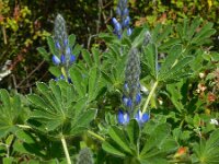 Lupinus cosentinii 8, Saxifraga-Ed Stikvoort